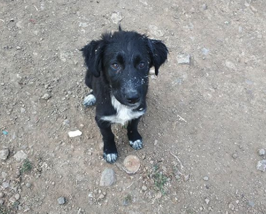 Giresun Şebinkarahisar hayvanları koruma besleme mama bakım tedavi